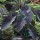 Colocasia esculent 'Black Magic' Added by Cathy Apps
