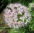 Allium senescens ssp. glaucum