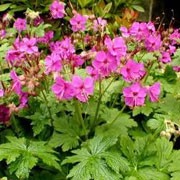 'Bevan's Variety' is a rhizomatous, semi-evergreen perennial with lobed, toothed, aromatic, sticky, light green leaves and clusters of purple-pink flowers in early summer. Geranium macrorrhizum 'Bevan's Variety' added by Shoot)