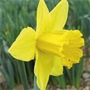 'Tamara' is clump-forming, bulbous perennial with strap-like, blue-green leaves and, in spring, bright yellow flowers with slightly darker cups. Narcissus 'Tamara' added by Shoot)