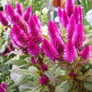 'Venezuela' is a compact, upright, branching, tender perennial often grown as an annual with oval to lance-shaped, purple-flushed, dark green leaves and feathery, pyramidal, magenta flowerheads in summer. Celosia argentea 'Venezuela' added by Shoot)