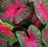 Caladium bicolor 'Red Flash'