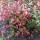 Mahonia aquifolium Added by Joanne Ash