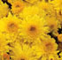 Chrysanthemum x morifolium 'Sunny Yoigloo' 
