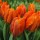 'Hermitage' is a bulbous perennial with upright, lance-shaped, grey-green leaves and, in mid-spring, erect stems bearing orange to orange-red flowers with dark red to purple flames. Tulipa 'Hermitage' added by Shoot)