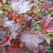 'Lady in Red' is a compact, branching, thicket-forming, suckering, deciduous shrub with lobed, double-toothed, veined, red to red-purple leaves and clusters of small, cup-shaped, pale pink flowers in summer followed by pale brown to red fruit in autumn. Physocarpus opulifolius 'Lady in Red' added by Shoot)