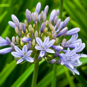 Agapanthus 'Luly' (26/05/2019) Agapanthus 'Luly' added by Shoot)