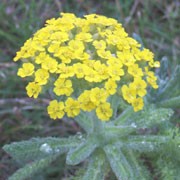 Achillea tomentosa  added by Shoot)