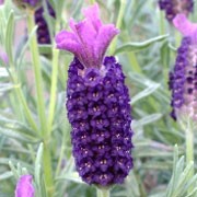 'Night of Passion' is a compact, bushy, evergreen shrub with linear, grey-green leaves, and, in late spring and summer, short, unbranched stalks bearing dense spikes of dark purple flowers topped with conspicuous, lighter purple bracts. Lavandula stoechas 'Night of Passion' added by Shoot)