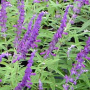 'Midnight' is a tender, bushy, evergreen shrub or shrubby perennial with arching branches, white-woolly when young, narrow, lance-shaped, grey-green leaves, white beneath, and terminal racemes of purple flowers with purple calyces in late winter and early spring. Salvia leucantha 'Midnight' added by Shoot)