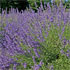 Lavandula angustifolia 'Royal Purple'