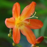 'Lady Oxford' is a clump-forming, cormous perennial with upright, lance-shaped, mid-green leaves and, from midsummer to mid-autumn, long, arching stems bearing racemes of downward-facing, pale orange-red flowers with red markings down the centre of each petal. Crocosmia x crocosmiiflora 'Lady Oxford' added by Shoot)