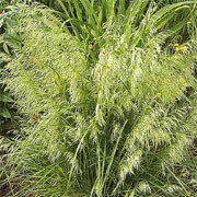 'Goldschleier' is a clump-forming evergreen grass with stiff, linear dark green leaves and open, arching panicles of golden spikelets in summer. Deschampsia cespitosa 'Goldschleier' added by Shoot)