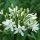 'White Superior' is an upright perennial with green strap-like leaves surrounding erect stems topped with white trumpet-shaped blooms in summer to early autumn. Agapanthus 'White Superior' added by Shoot)