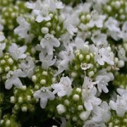'Alba' is a mat-forming, evergreen subshrub with small, aromatic, dark green leaves and clusters of white flowers in summer. Ideal for ground cover, or plant near paving stones or paths where light foot traffic will release its scent. Thymus serpyllum 'Alba' added by Shoot)