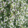 Creeping White Thyme Added by Cathy Apps