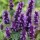 'Black Adder' is a tender, bushy, clump-forming perennial with veined, glossy, lance-shaped, mid- to dark green, aromatic leaves and dense spikes of violet-blue and dark purple flowers from midsummer into autumn. Agastache 'Black Adder' added by Shoot)