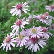 'Coombe Fishacre' is an erect, clump-forming perennial with lance-shaped, toothed dark green leaves and, from midsummer to mid-autumn, pink-flushed, white flowers with pink to yellow-brown centres. Aster 'Coombe Fishacre'  added by Shoot)