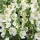 'Spica' is a robust, rosette-forming, evergreen biennial or short-lived perennial with large, ovate, woolly, grey-green leaves and, in summer, tall, erect racemes of open, cup-shaped, white flowers with yellow stamens. Verbascum 'Spica' added by Shoot)