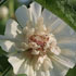 X Alcalthaea suffrutescens 'Parkallee' 
