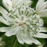 'Large White' is a clump-forming, herbaceous perennial with divided, mid- to dark green leaves and branching stems bearing umbels of large white flowers with conspicuous green-tipped, white bracts in summer.  Astrantia major 'Large White'  added by Shoot)