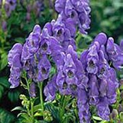 'Arendsii' is an erect perennial with leathery, lobed, ovate, dark green leaves and strong stems bearing dense, branched panicles of deep blue flowers in early and mid-autumn. Aconitum carmichaelii 'Arendsii' added by Shoot)