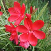 'Major' is a vigorous, clump-forming, rhizomatous, semi-evergreen perennial with narrow, sword-shaped, light green leaves and stiff stems bearing lax spikes of red flowers from late summer into autumn. Schizostylis coccinea 'Major' added by Shoot)