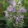 Scutellaria incana added by Shoot)