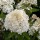 'Phantom' is a vigorous, upright to spreading, deciduous shrub with ovate, pointed, dark green leaves and, from midsummer into autumn, large, conical panicles of creamy-white flowers that turn pink with age. Hydrangea paniculata 'Phantom'  added by Shoot)