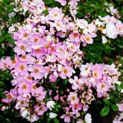 'Sweet Haze' is an upright, bushy, deciduous shrub with thorny stems, ovate, glossy, mid-green leaves and lightly fragrant, single pink flowers from late spring into autumn. Rosa 'Sweet Haze' added by Shoot)