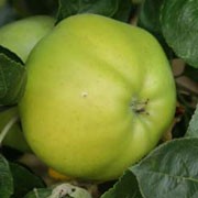 'Grenadier' is a compact, upright, deciduous tree with ovate, toothed, dark green leaves, white flowers in mid- to late spring and crisp, ribbed, yellow-green cooking apples ready for harvest in late summer. Malus domestica 'Grenadier' added by Shoot)