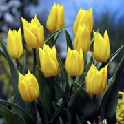 'Yokohama' is an upright, bulbous perennial with broad, linear, dark grey-green leaves and, in mid-spring, erect stems bearing single, cup-shaped, bright yellow flowers with yellow anthers. Tulipa 'Yokohama' added by Shoot)