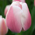 Tulipa 'Ollioules' 