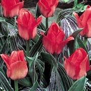 'Oratorio' is an upright, bulbous perennial with broad, lance-shaped, purple-marked, grey-green leaves and, in early to mid-spring, single, bowl-shaped, rose-pink flowers with black bases and orange-pink interiors. Tulipa 'Oratorio'  added by Shoot)