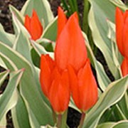 'Unicum' is a bulbous perennial with erect, oblong or lance-shaped, grey-green and creamy-white, variegated leaves and, in in mid-spring, upright, downy stems bearing up to five, bowl-shaped, bright red flowers with yellow bases and blue-black anthers.  Tulipa praestans 'Unicum' added by Shoot)