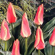 'Dreamboat' is an upright, bulbous perennial with broad, lance-shaped, purple-marked, grey-green leaves and, in mid-spring, single, bowl-shaped, red-flushed, amber-yellow flowers with red-marked, bronze-green bases. Tulipa 'Dreamboat' added by Shoot)