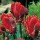 'Rococo' is a bulbous perennial with broad, upright, lance-shaped, grey-green leaves and, in late spring, single, cup-shaped, frilled, red flowers with darker red, yellow, and green margins Tulipa 'Rococo' added by Shoot)