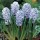'Blue Ice' is a bulbous perennial with upright, linear to lance-shaped, dark green leaves and, in spring, erect racemes of fragrant, tubular to bell-shaped, single, pale blue flowers with violet-blue stripes. Hyacinthus orientalis 'Blue Ice' added by Shoot)