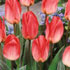 Tulipa 'Sweet Lady'