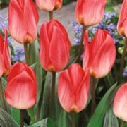 'Sweet Lady' is an upright, bulbous perennial with broad, lance-shaped, dark purple-marked, grey-green leaves and, in mid-spring, single, bowl-shaped, peach-pink flowers with bronze-green bases and yellow anthers. Tulipa 'Sweet Lady' added by Shoot)