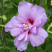 'Lavender Chiffon' is a vigorous, erect, deciduous shrub with shallowly-lobed, toothed, dark green leaves and, from late summer into autumn, large, lavender flowers with double centres. Hibiscus syriacus 'Lavender Chiffon' added by Shoot)