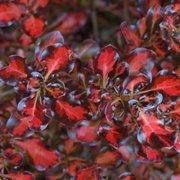 'Pacific Sunset' is a tender, dense, evergreen shrub bearing rounded, glossy, red leaves with red-brown margins and insignificant, male flowers in spring. Coprosma repens 'Pacific Sunset' added by Shoot)