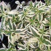 'Cool Splash' is an upright, suckering, thicket-forming, deciduous shrub with ovate to lance-shaped, pointed, mid-green and white, variegated leaves and clusters of small yellow flowers in summer. Diervilla sessilifolia 'Cool Splash' added by Shoot)
