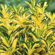 'Exstase' is a bushy, upright, evergreen shrub bearing oval, glossy, bright yellow leaves with narrow, dark green margins and small, insignificant, green flowers in summer. Euonymus japonicus 'Exstase' added by Shoot)