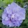 'Blue Chiffon' is a vigorous, upright, deciduous shrub with shallowly-lobed, toothed, dark green leaves and, from late summer into autumn, large, blue flowers with double centres Hibiscus 'Blue Chiffon' added by Shoot)