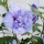 Hibiscus 'Blue Chiffon' Added by Nicola