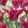 'Doll's Minuet' is an upright, bulbous perennial with broad, lance-shaped, grey-green leaves and, in late spring, single, bowl-shaped, dark green-marked, red flowers with fluted petals. Tulipa 'Doll's Minuet' added by Shoot)