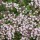 Thymus serpyllum 'Pink Chintz' Added by Julie Cox