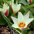 Tulipa 'Ancilla'