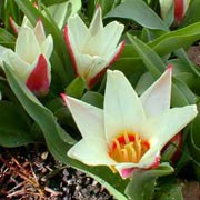 'Ancilla' is a compact, bulbous perennial with red-marked, lance-shaped, grey-green leaves and, in mid-spring, single, bowl-shaped, pink-flushed, white flowers with red inner and outer basal rings. Tulipa 'Ancilla' added by Shoot)